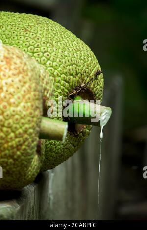 Jackfruit isolato su sfondo sfocato Foto Stock