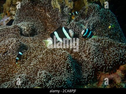 Anemonefish di Clark, Amphiprion clarkii, su un Merten's Carpet Anemone, Stichodactyla mertensii, Tulamben, Bali Foto Stock