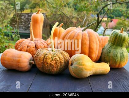 Zucche invernali e zucche Cucurbita moschata varietà raccolta all'aperto. Foto Stock