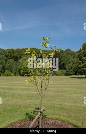 Estate Foliage di un giovane albero di tulipifero di foglie variegate deciduo (Liriodendron tulipifera 'Aureomarginatum') che cresce in un giardino con un cielo blu luminoso Foto Stock