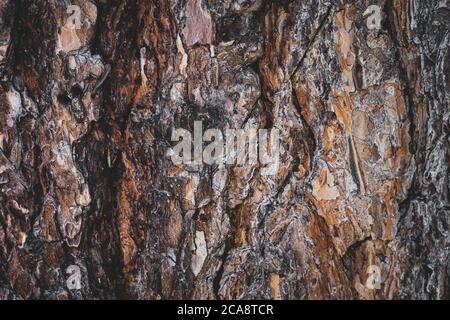 il legno di fondo. primo piano di una corteccia di pino Foto Stock