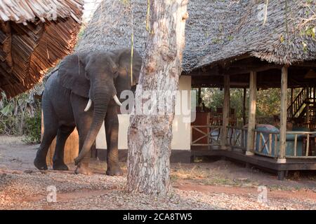 Una grande toro degli elefanti si snoda attraverso le tende del Katavi Wildlife Camp. Tali incontri con la fauna selvatica sono un'emozione speciale per gli ospiti Foto Stock