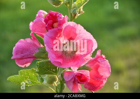 Rosa hollyhock Alcea fiore rosea che cresce nel giardino. Foto Stock