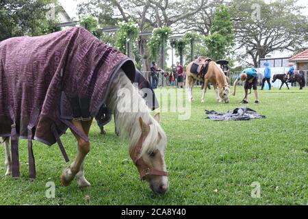 Fiera di Glebe Street 2015. Foto Stock