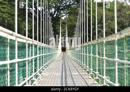 Un ponte sospeso all'interno di una fitta foresta. Foto Stock