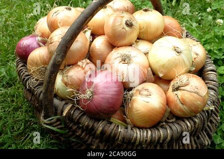 Cipolle fresche in un cesto rurale di vimini illuminato dai raggi del sole. Concetto di prodotti agricoli. Foto Stock