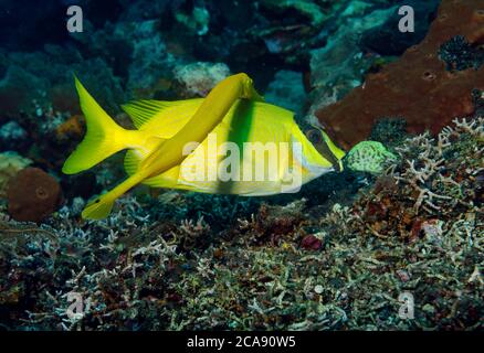 Trumpetfish, Aulostomus maculatus, nuoto dietro una mascherata rabbitfish, Siganus puellus, al fine di imboscata preda, Tulamben, Bali Foto Stock