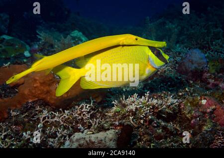 Trumpetfish, Aulostomus maculatus, nuoto dietro una mascherata rabbitfish, Siganus puellus, al fine di imboscata preda, Tulamben, Bali Foto Stock