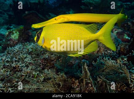 Trumpetfish, Aulostomus maculatus, nuoto dietro una mascherata rabbitfish, Siganus puellus, al fine di imboscata preda, Tulamben, Bali Foto Stock