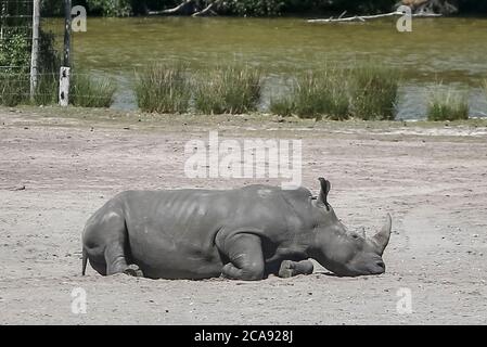 Emmen, Paesi Bassi. 31 maggio 2020. EMMEN, 29-07-2020, riserva naturale di zoo, neushoorn, De neushoorns (Rhinocerotidae) zijn een familie van grote zoogdieren die heden ten dage vijf soorten telt die voorkomen in Afrika en Azi‘. De neushoorn heeft een krom naar achteren groeiende hoorn net achter het beweeglijke deel van de neus i rinocerosi (Rhinocerotidae) sono una famiglia di grandi mammiferi che oggi conta cinque specie che si verificano in Africa e in Asia. Il rinoceronte ha un corno curvo che cresce all'indietro appena dietro la parte mobile del naso Credit: Pro Shots/Alamy Live News Foto Stock