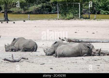 Emmen, Paesi Bassi. 31 maggio 2020. EMMEN, 29-07-2020, riserva naturale di zoo, neushoorn, De neushoorns (Rhinocerotidae) zijn een familie van grote zoogdieren die heden ten dage vijf soorten telt die voorkomen in Afrika en Azi‘. De neushoorn heeft een krom naar achteren groeiende hoorn net achter het beweeglijke deel van de neus i rinocerosi (Rhinocerotidae) sono una famiglia di grandi mammiferi che oggi conta cinque specie che si verificano in Africa e in Asia. Il rinoceronte ha un corno curvo che cresce all'indietro appena dietro la parte mobile del naso Credit: Pro Shots/Alamy Live News Foto Stock