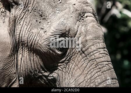 Emmen, Paesi Bassi. 31 maggio 2020. EMMEN, 29-07-2020, Wildlife zoo stock, Olifant Olifanten zijn grote zoogdieren uit de familie van de Elephantidae binnen de orde van de slurfdieren. Tuditioneel worden er twee soorten erkend, de Afrikaanse olifant en de Aziatische olifant. Gli elefanti sono grandi mammiferi della famiglia degli Elefantidi all'interno dell'ordine degli animali da tronco. Tradizionalmente, due specie sono state riconosciute, l'elefante africano e l'elefante asiatico. Credito: Pro Shots/Alamy Live News Foto Stock