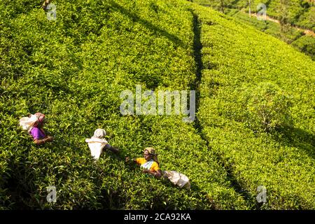 Tea plucking, Lago di Castlereagh, Hatton, Provincia Centrale, Sri Lanka, Asia Foto Stock