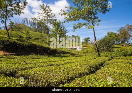 Cottage lavoratori su Tea Estate, Munnar, Kerala, India, Asia Foto Stock