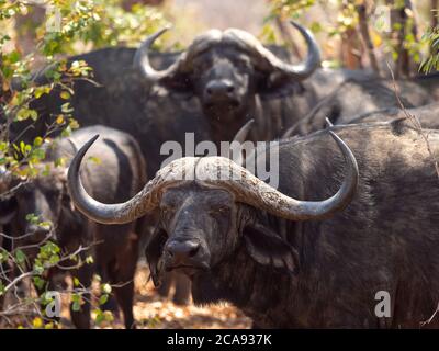 Tori di bufalo del Capo (caffer di Syncerus) nel Parco Nazionale di Hwange, Zimbabwe, Africa Foto Stock