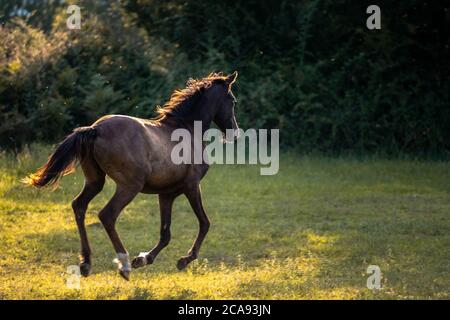 Cavallo bruno che corre galoppo in campo di grano. Il cavallo della baia galoppare selvaggiamente attraverso le vaste distese steppe Foto Stock