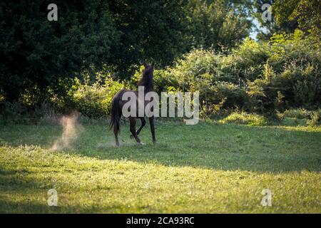 Cavallo bruno che corre galoppo in campo di grano. Il cavallo della baia galoppare selvaggiamente attraverso le vaste distese steppe Foto Stock