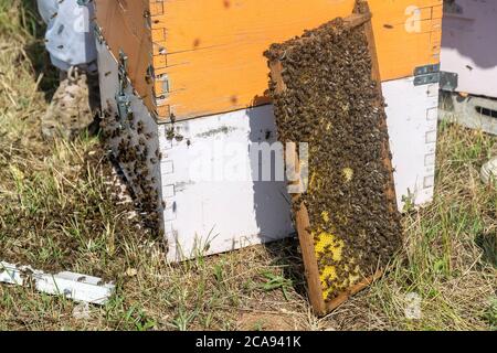 Vista ravvicinata della Api di lavoro sul nido con il dolce miele. Il miele è l'apicoltura produrre sano. Ape Miele raccolto nel bellissimo giallo Foto Stock