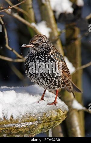 STARLING (Sturnus vulgaris) su un bagno di uccelli ghiacciato coperto di neve, Regno Unito. Foto Stock