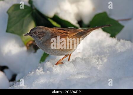 DUNNOCK (Prunella modularis) alla ricerca di un edera innevato, Regno Unito. Foto Stock