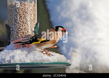 Goldfinch (Carduelis carduelis) su un alimentatore coperto di neve, Regno Unito. Foto Stock