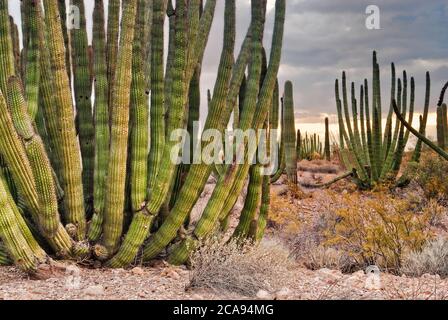 Organo tubo cactus a Ajo Mountain Drive, deserto di sonora, Organ Pipe Cactus National Monument, Arizona, Stati Uniti Foto Stock
