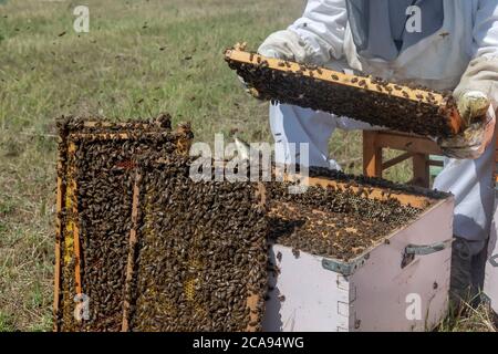 apicoltore che tiene un nido d'ape pieno di api. Apicoltore che controlla il telaio a nido d'ape in apiary. Concetto di apicoltura Foto Stock