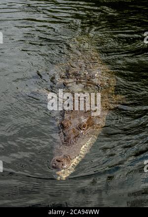 Coccodrillo che smimming nel Black River, Saint Elizabeth Parish, Giamaica, Indie Occidentali, Caraibi, America Centrale Foto Stock