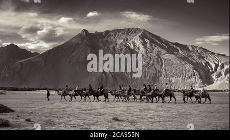 I turisti che amano il giro in cammello nella valle di Nubra nella regione di Ladakh dell'India, Ladakh, India, Asia Foto Stock