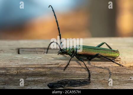 Il betle verde muschio-buck si arrampica su una tavola di legno intemperata contro uno sfondo sfocato Foto Stock