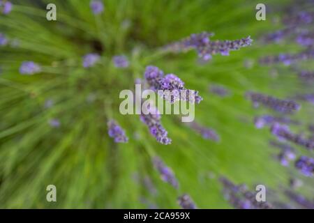 Campi di lavanda nella contea di Wexford, Irlanda Foto Stock