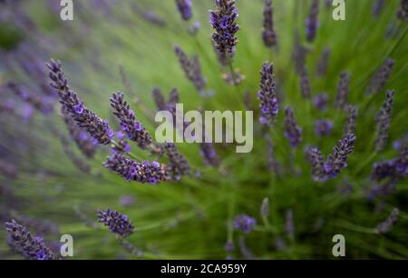 Campi di lavanda nella contea di Wexford, Irlanda Foto Stock