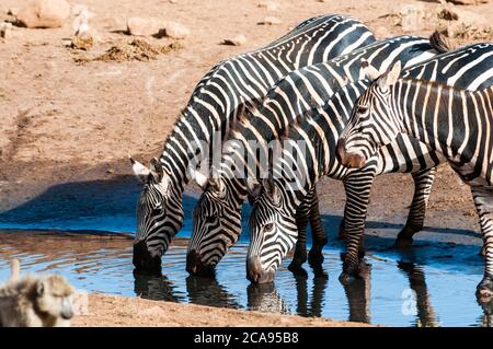 Zebre pianure (Equus quagga), bere in una pozza, Taita Hills Wildlife Sanctuary, Kenya, Africa orientale, Africa Foto Stock