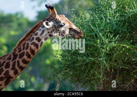 Male Maasai giraffe (Giraffa tippelskirchi), Tsavo East National Park, Kenya, Africa Orientale, Africa Foto Stock