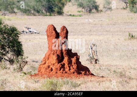 Termite Mound, Taita Hills Wildlife Sanctuary, Kenya, Africa Orientale, Africa Foto Stock