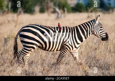 Zebra delle pianure (Equus quagga), un ape-mangiatore di carminio meridionale (nubicoides di Merops) sul croup, Santuario delle colline di Taita, Kenya, Africa orientale, Africa Foto Stock