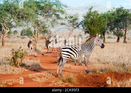 Zebre pianure (Equus quagga), Taita Hills Wildlife Sanctuary, Kenya, Africa Orientale, Africa Foto Stock