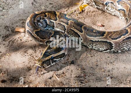 Python di roccia africana (sebae di Python), Parco Nazionale di Tsavo Est, Kenya, Africa Orientale, Africa Foto Stock