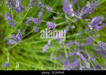 Campi di lavanda nella contea di Wexford, Irlanda Foto Stock