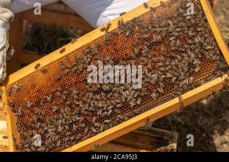 apicoltore che tiene un nido d'ape pieno di api. Apicoltore che controlla il telaio a nido d'ape in apiary. Concetto di apicoltura Foto Stock