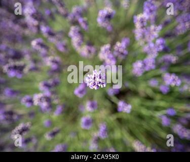 Campi di lavanda nella contea di Wexford, Irlanda Foto Stock