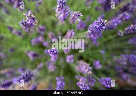 Campi di lavanda nella contea di Wexford, Irlanda Foto Stock