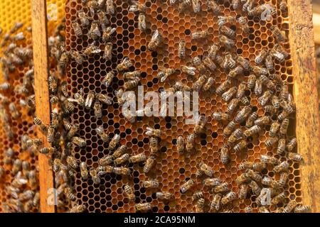 Vista ravvicinata della Api di lavoro sul nido con il dolce miele. Il miele è l'apicoltura produrre sano. Ape Miele raccolto nel bellissimo giallo Foto Stock