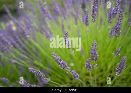 Campi di lavanda nella contea di Wexford, Irlanda Foto Stock