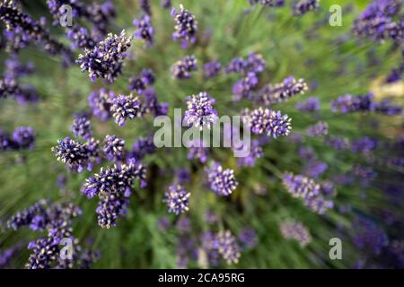 Campi di lavanda nella contea di Wexford, Irlanda Foto Stock