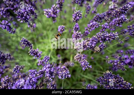 Campi di lavanda nella contea di Wexford, Irlanda Foto Stock