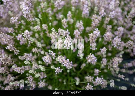 Campi di lavanda nella contea di Wexford, Irlanda Foto Stock