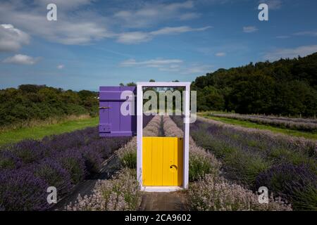 Campi di lavanda nella contea di Wexford, Irlanda Foto Stock