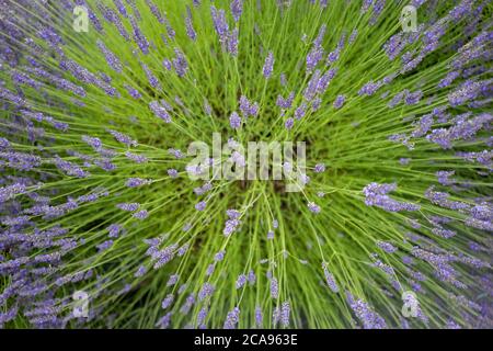 Campi di lavanda nella contea di Wexford, Irlanda Foto Stock