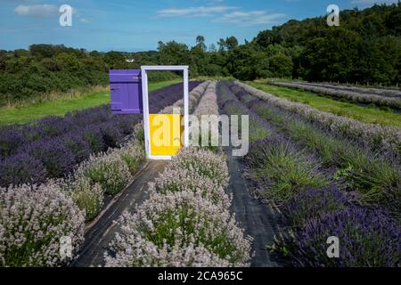 Campi di lavanda nella contea di Wexford, Irlanda Foto Stock